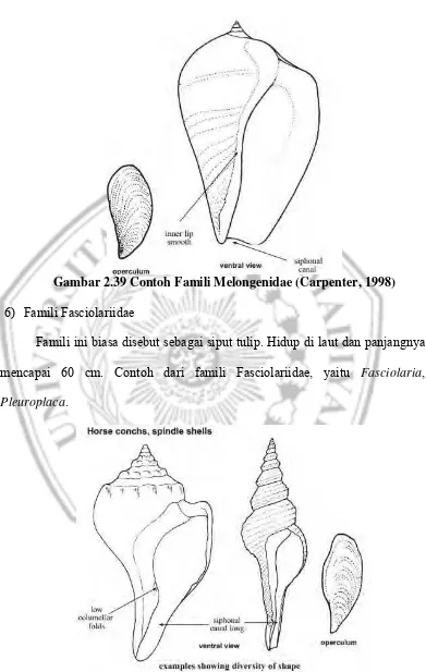 Gambar 2.39 Contoh Famili Melongenidae (Carpenter, 1998) 