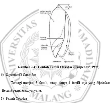 Gambar 2.41 Contoh Famili Olividae  (Carpenter, 1998) 