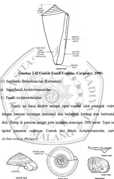 Gambar 2.42 Contoh Famili Conidae (Carpenter, 1998) 