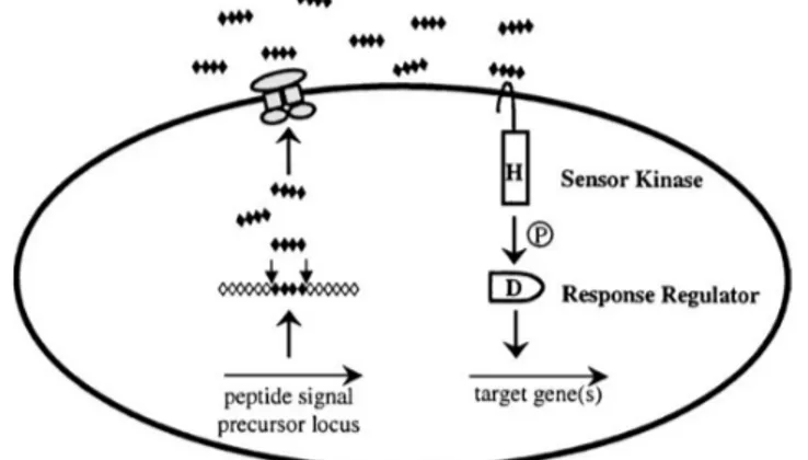 Gambar 2.  Mekanisme  kuorum sensing pada bakteri  Gram positif.  H  menunjukkan autofosfolirasi sensor  kinase pada residu histidin, P adalah proses fosfolirasi yang terjadi secara terus menerus dan D  fosfolirasi  pada residu aspartat (Miller &amp; Bassl