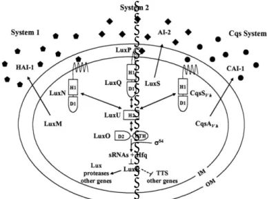 Gambar 3. Model kuorum sensing Vibrio harveyi (Henke &amp; Bassler, 2004).