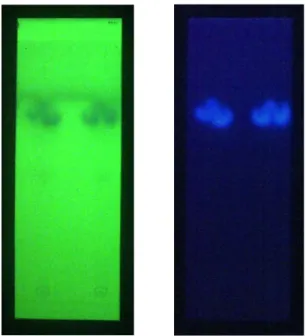 Gambar  1.  Kromatogram KLT Fraksi Eter Ekstrak Etanol Biji Kenari Pada  Panjang Gelombang 254 nm dan 365 nm 