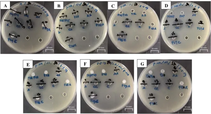 Gambar 2 Hasil Pengujian Bersama ZOI Fraksi Alang-alang dan Antibiotik pada Bakteri S.aureus; A