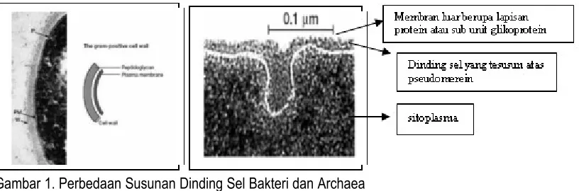 Gambar 1. Perbedaan Susunan Dinding Sel Bakteri dan Archaea 