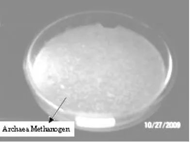 Gambar 7. Hasil Identifikasi Archea Metanogenik dengan UV Gelombang Panjang
