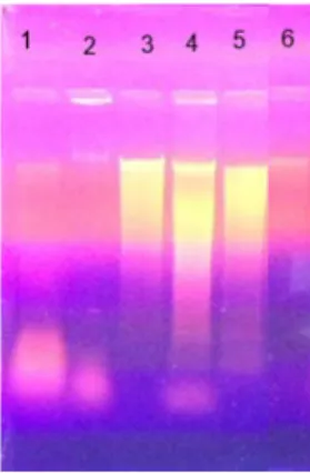 Gambar 1. Hasil elektroforesis isolasi DNA dari daging  sapi dan babi sebelum dilakukan PCR 