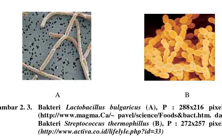 Gambar 2. 3.  Bakteri Lactobacillus bulgaricus (A), P : 288x216 pixels (http://www.magma.Ca/~ pavel/science/Foods&bact.htm