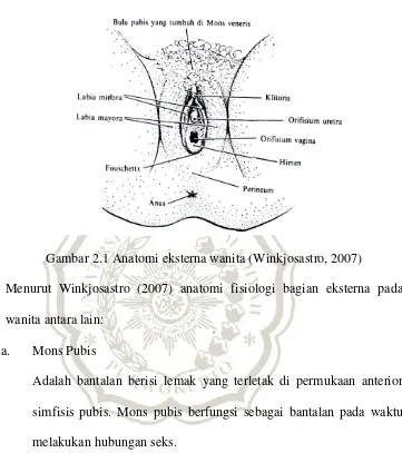 Gambar 2.1 Anatomi eksterna wanita (Winkjosastro, 2007) 