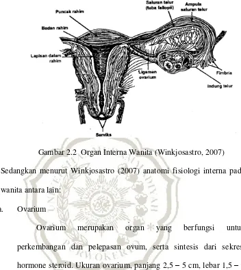 Gambar 2.2  Organ Interna Wanita (Winkjosastro, 2007) 