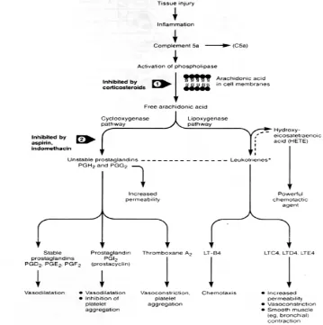 Gambar 1.   Metabolit asam arakhidonat dan pengaruhnya pada respon inflamasi  akut (Chandrasoma dan Taylor, 1995) 
