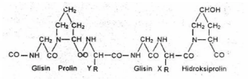 Gambar 4. Struktur kimia gelatin  Komposisi gelatin dapat dilihat pada tabel berikut ini :  Tabel 5