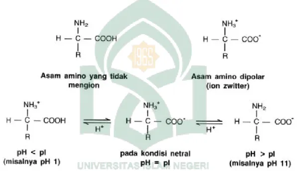 Gambar 6. Struktur asam amino dalam berbagai kondisi Ph (Cahyati, 2008; 3). 