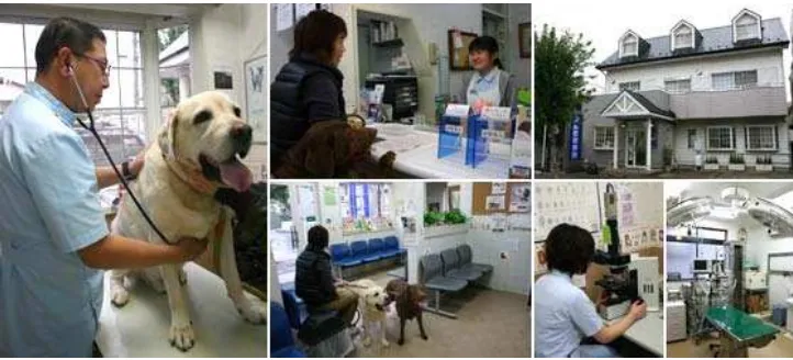 Gambar 7. Perawatan Binatang di Rumah Sakit 