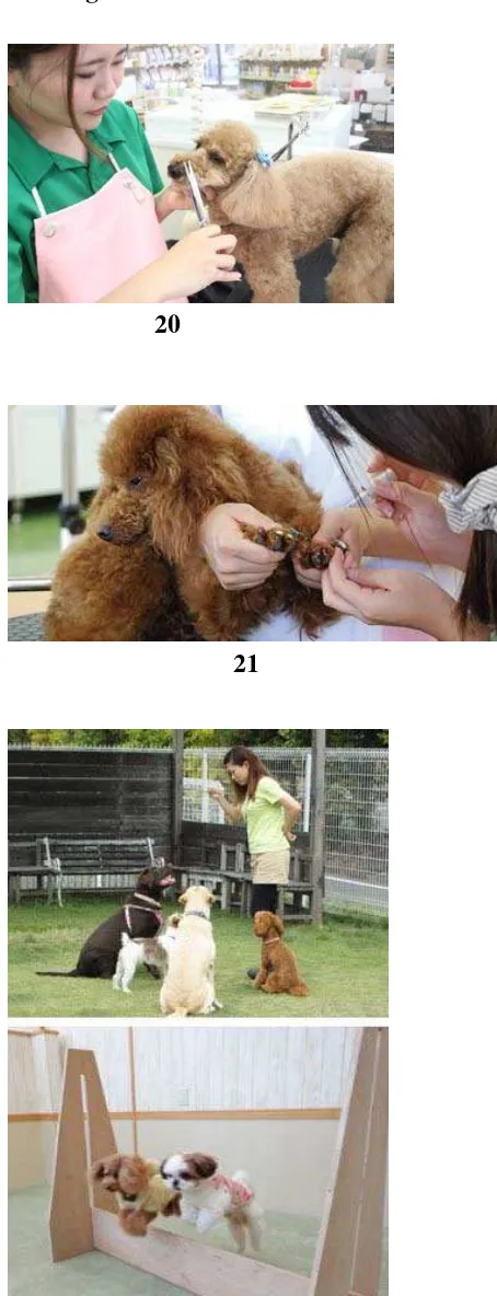 Gambar 20 dan 21. Perawatan Binatang Peliharaan di Salon Khusus Binatang 