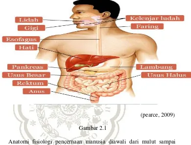 Gambar 2.1 Anatomi fisiologi pencernaan manusia diawali dari mulut sampai 