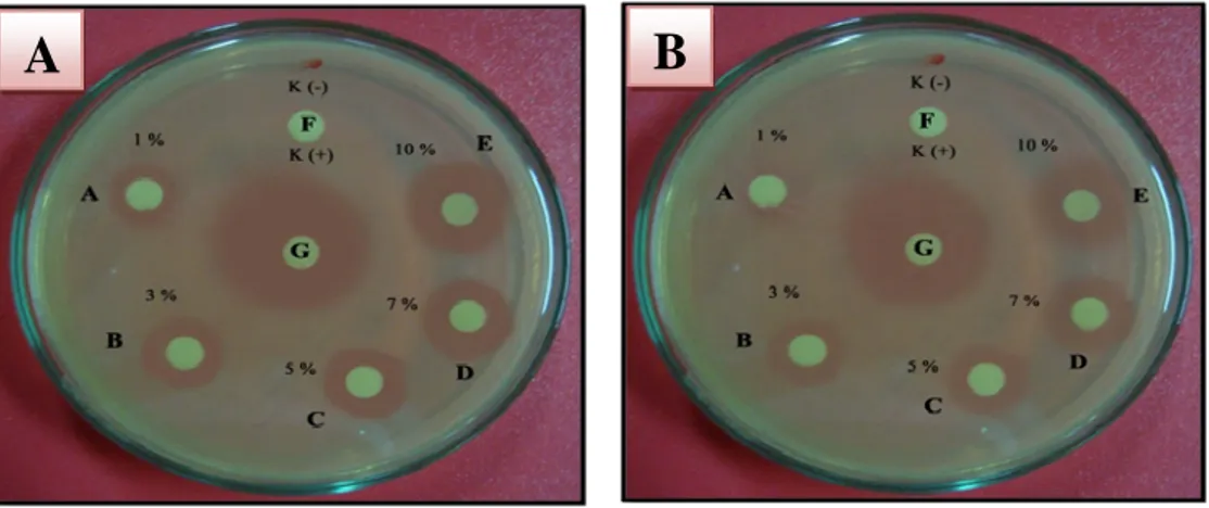 Gambar 16. Diameter zona hambatan dari ekstrak cacing biru Perionyx excavatus  terhadap pertumbuhan Staphylococcus aureus  pada masa inkubasi (A) 1 X 24 jam dan 