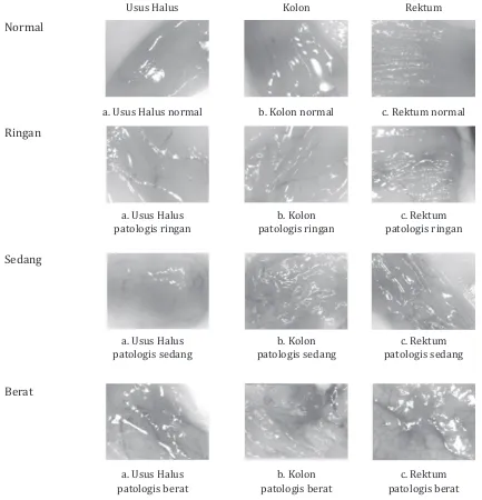 Gambar 1. Bentuk kerusakan mukosa usus akibat infeksi E.coli
