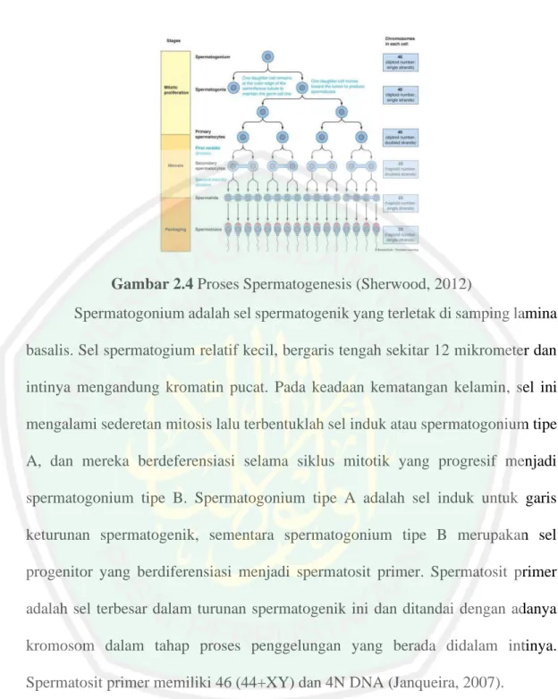 Gambar 2.4 Proses Spermatogenesis (Sherwood, 2012) 