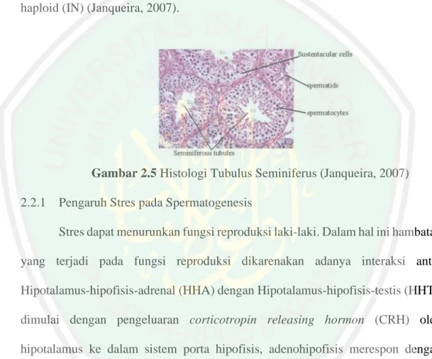 Gambar 2.5 Histologi Tubulus Seminiferus (Janqueira, 2007)  2.2.1  Pengaruh Stres pada Spermatogenesis 