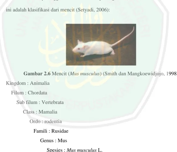 Gambar 2.6 Mencit (Mus musculus) (Smith dan Mangkoewidjojo, 1998)  Kingdom : Animalia 