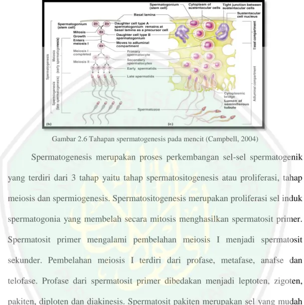 Gambar 2.6 Tahapan spermatogenesis pada mencit (Campbell, 2004) 
