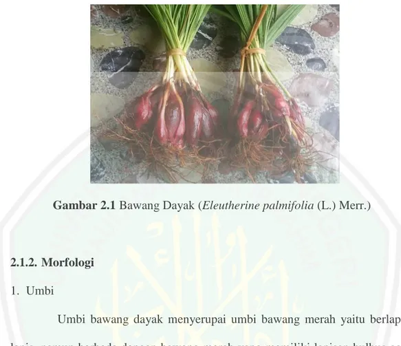Gambar 2.1 Bawang Dayak (Eleutherine palmifolia (L.) Merr.)  