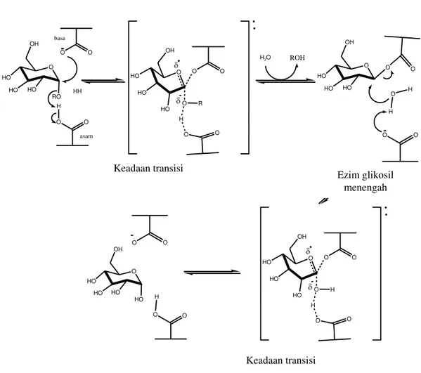 Gambar 4. Mekanisme Reaksi antara Zat Aktif dengan  α-Glukosidase  