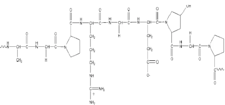 Gambar 1. Struktur kimia gelatin Gambar 1. Struktur kimia gelatin (Belitz, dkk., 2007)2007) 