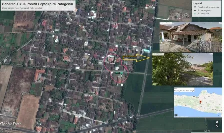 Gambar 2. Peta Sebaran Tikus Positif Leptospira sp. di Desa Sindon Kecamatan Ngemplak Kabupaten Boyolali Tahun 2014 