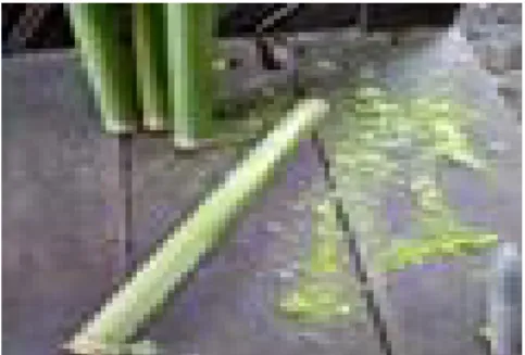 Gambar 5. Bambu yang digunakan sebagai bahan SILIP  dan Bambu yang dibuang lapisan hijau   