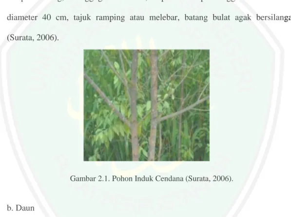 Gambar 2.1. Pohon Induk Cendana (Surata, 2006). 