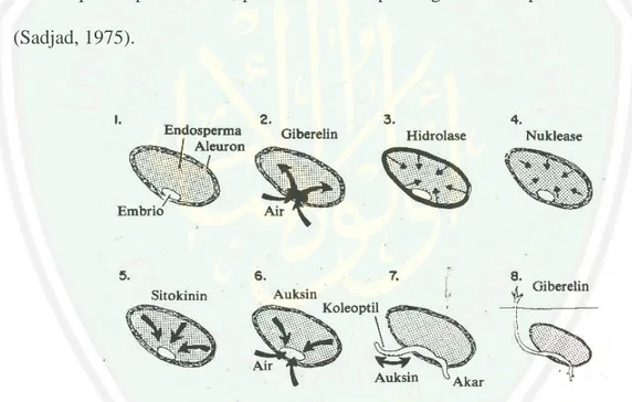 Gambar  2.6  Perkecambahan  pada  serealia  di  bawah  permukaan  tanah  diatur  oleh  sejumlah  hormon  yang  kerjanya  bertahap