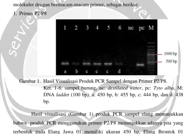 Gambar 1.  Hasil Visualisasi Produk PCR Sampel dengan Primer P2/P8. 