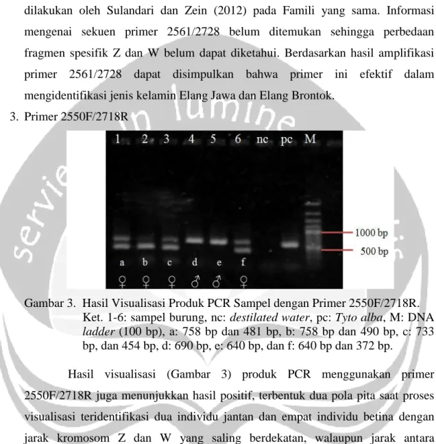 Gambar 3.  Hasil Visualisasi Produk PCR Sampel dengan Primer 2550F/2718R. 