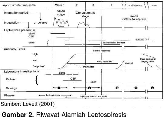Gambar 2. Riwayat Alamiah Leptospirosis 