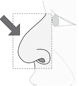 Gambar 2.2 Hidung 