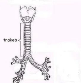 Gambar 2.6 Bronkhus 