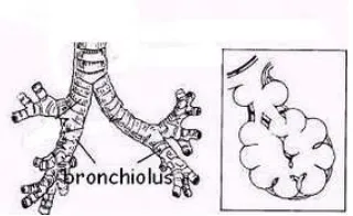 Gambar 2.8 Alveolus 