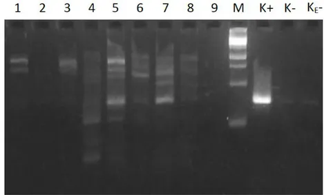 Gambar  5.  Elektroforegram  PCR  tahap  kedua  S.  typhi  dari  sampel  sayuran.  yaitu:    timun  (1), kacang panjang (2), terong bulat (3), tauge (4), tomat (5), tespong (6), kol  (7),  selada  (6),  kemangi  (9);  S