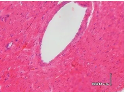 Gambar 3. Struktur mikroskopis organ jantung tikus betina perbesaran 400x pewarnaan  haematoxyllin dan eosin