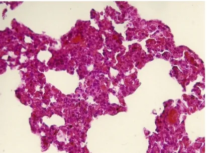 Gambar 4. Struktur mikroskopis organ paru tikus betina perbesaran 400x pewarnaan  haematoxyllin dan eosin