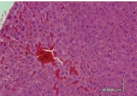 Gambar 6. Struktur mikroskopis organ hati tikus betina perbesaran 400x pewarnaan haematoxyllin dan eosin