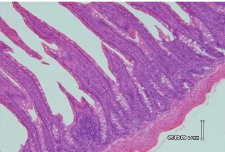 Gambar 10. Struktur mikroskopis organ usus tikus betina perbesaran 40x pewarnaan  haematoxyllin dan eosin