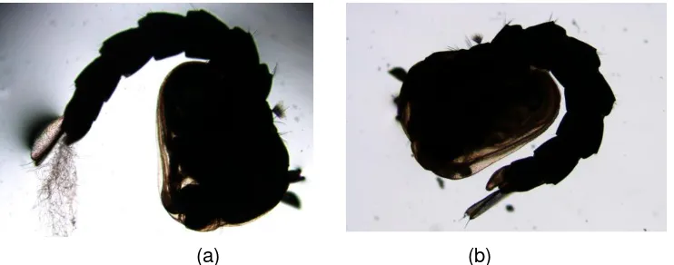 Gambar 2.  Pupa Ae.aegypti yang mati pada hari kedelapan pada konsentrasi 2% (a) dan pupa         pada kelompok kontrol (b) 