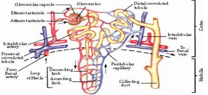 Gambar 2. Laju Filtrasi Glomerulus (Yozi, 2000) 