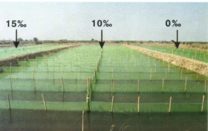 Figure  2.  Pond  used  for  rearing  of  giant prawn  from  juvenile  to  adult, showed  three different  salinity  blocks and  54  plot  per  salinity  block