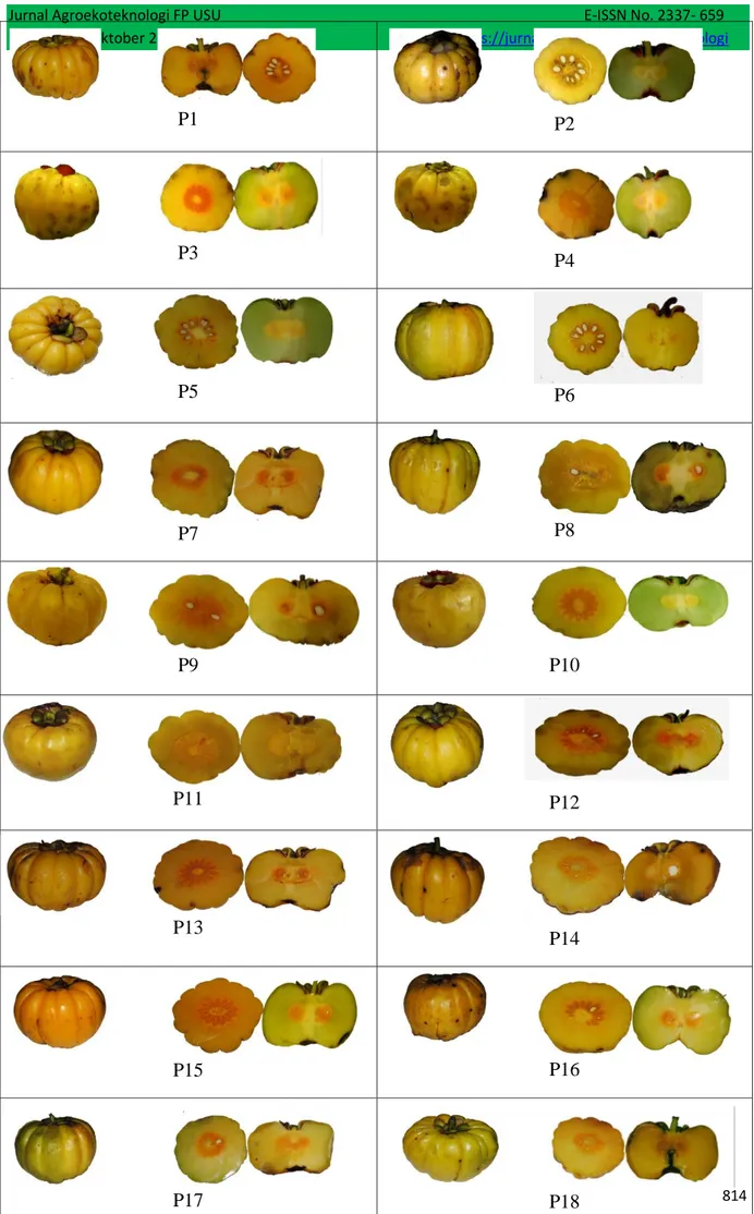 Gambar  1.  Gambar  buah  dan  daging  buah  18  aksesi  asam  gelugur  di  Kabupaten  Serdang  Berdagai, Kabupaten Batubara dan Kabupaten Asahan di Sumatera Utara 