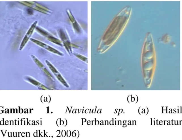 Gambar  1.  Navicula  sp.  (a)  Hasil  identifikasi  (b)  Perbandingan  literatur  (Vuuren dkk., 2006) 