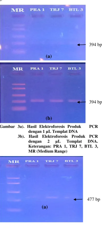 Gambar 2. Hasil Elektroforesis 35 Siklus Amplifikasi  mtDNA  Ikan      Medaka  Oryzias  spp