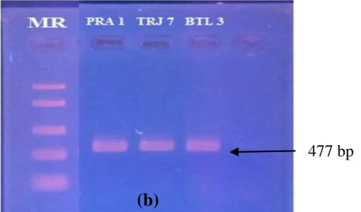 Gambar 4a. Hasil Elektroforesis Produk   PCR  dengan 1 µL Templat DNA 